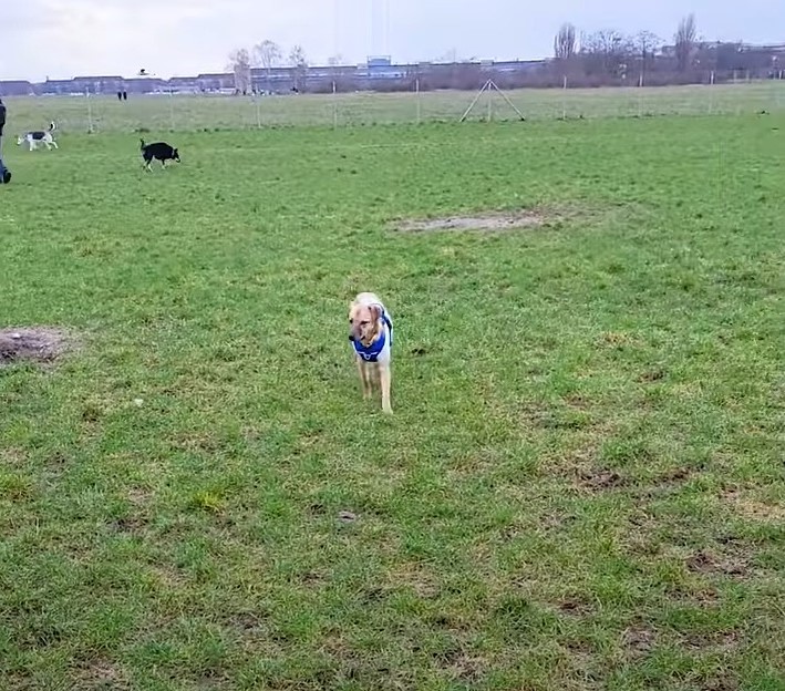 Dog running on the field