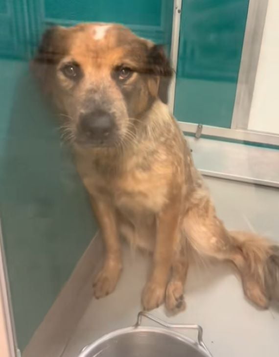 dog sitting behind a glass