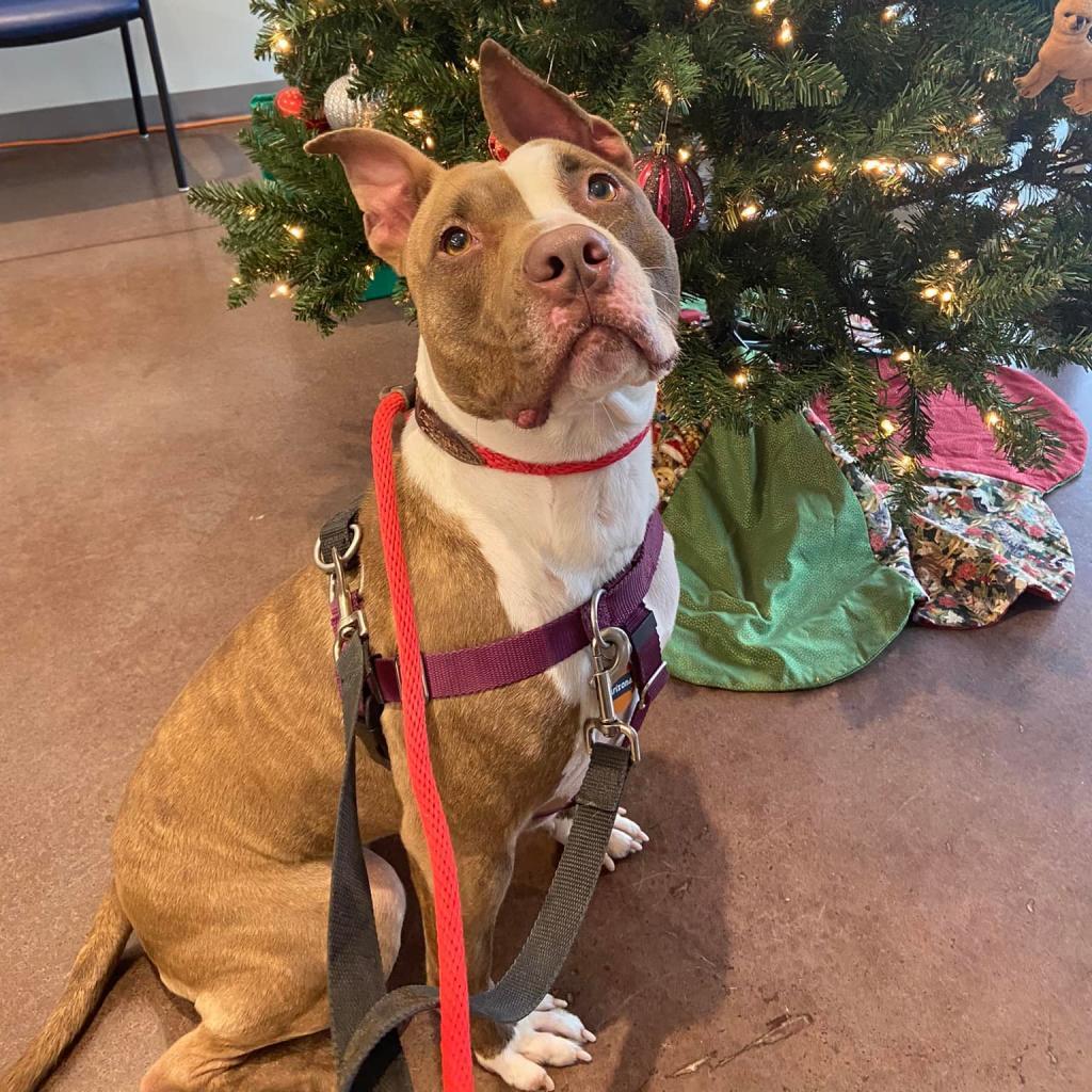 dog sitting by the christmas tree