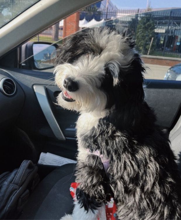 dog sitting in a car