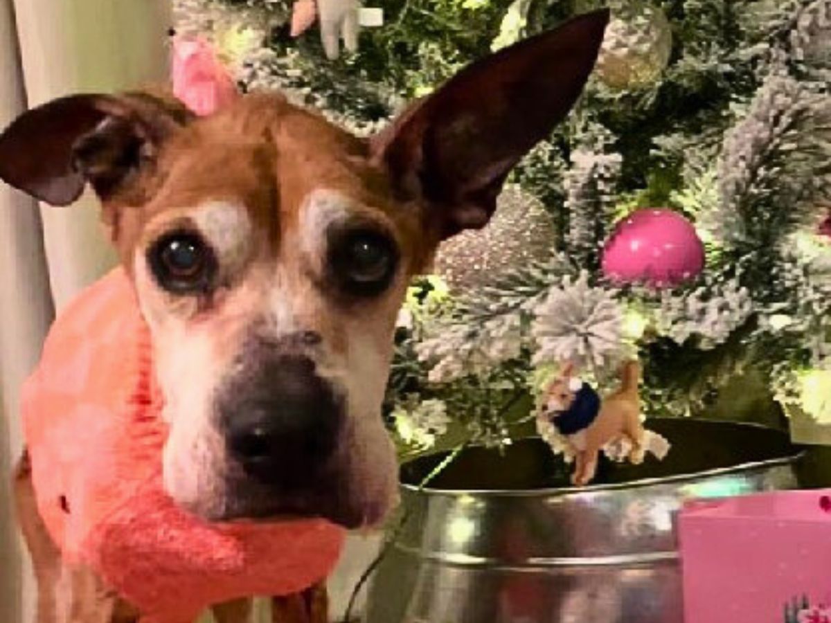 dog sitting in front of Xmas tree