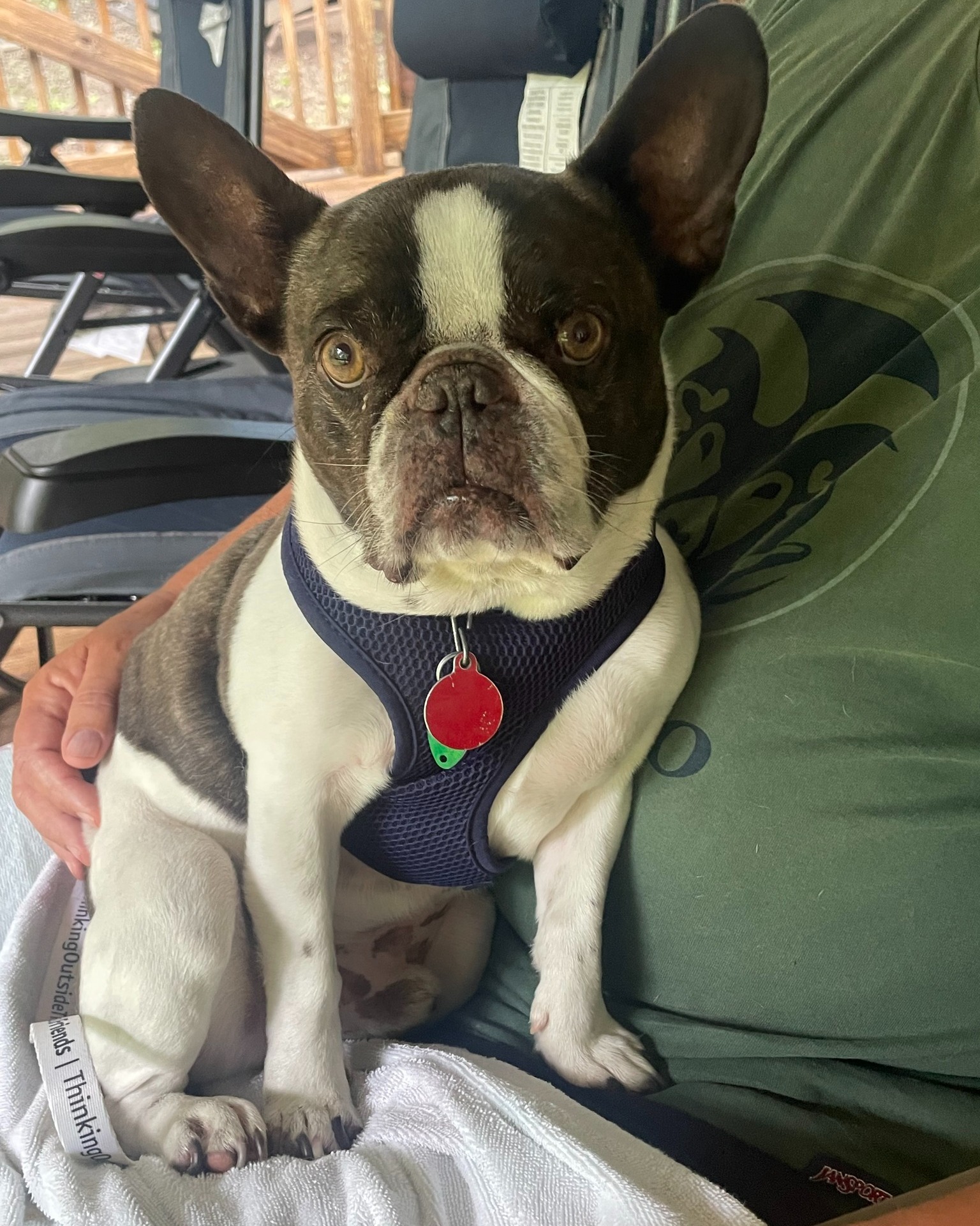 dog sitting in man's lap