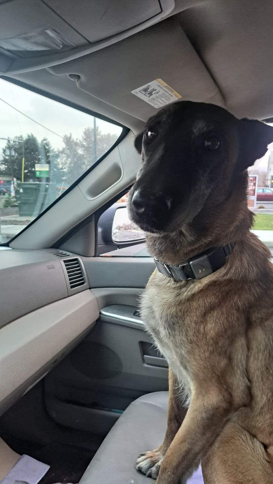 dog sitting in the car