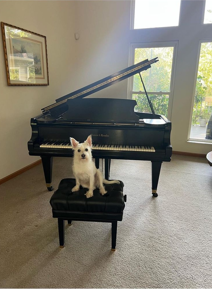 dog sitting on a chair by the piano