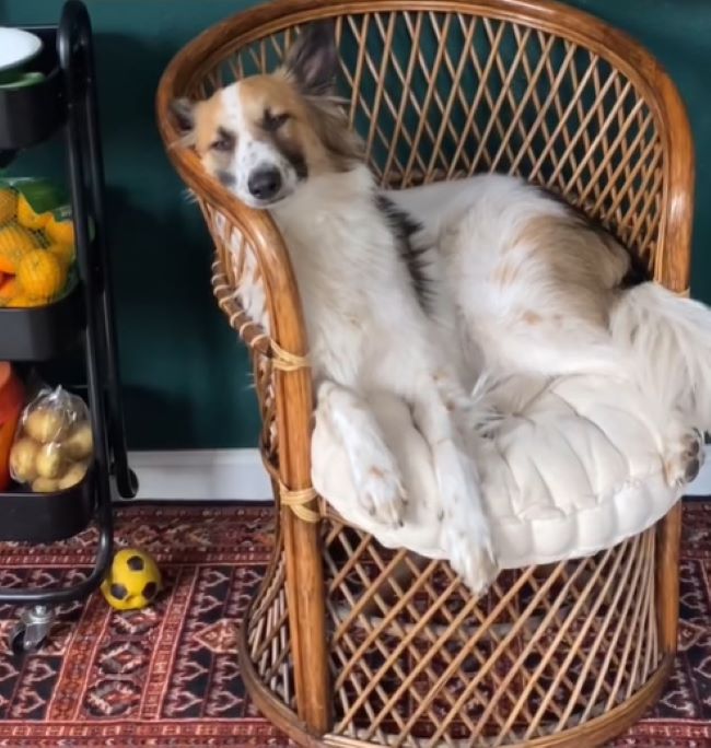 dog sitting on a chair