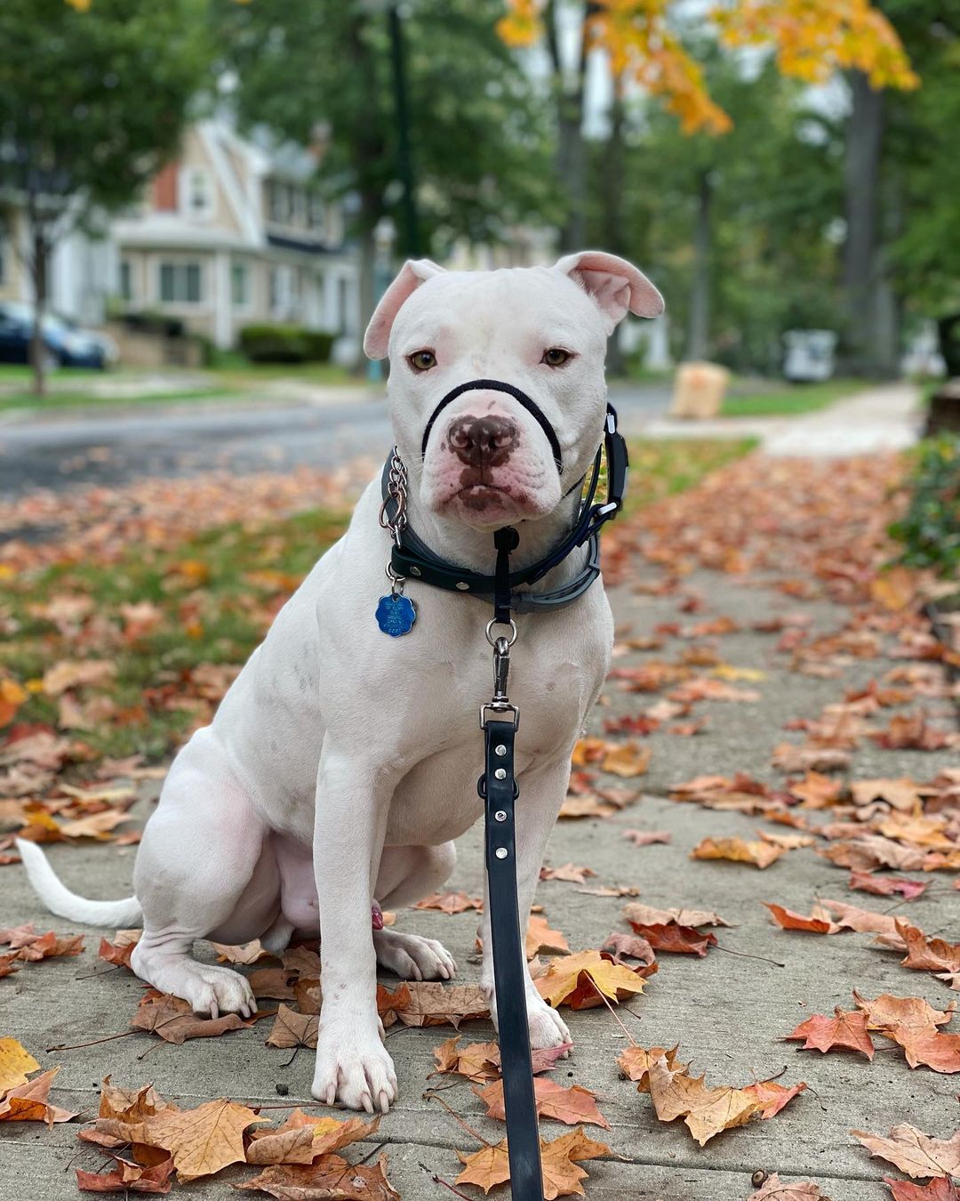 dog sitting on a sidewalk