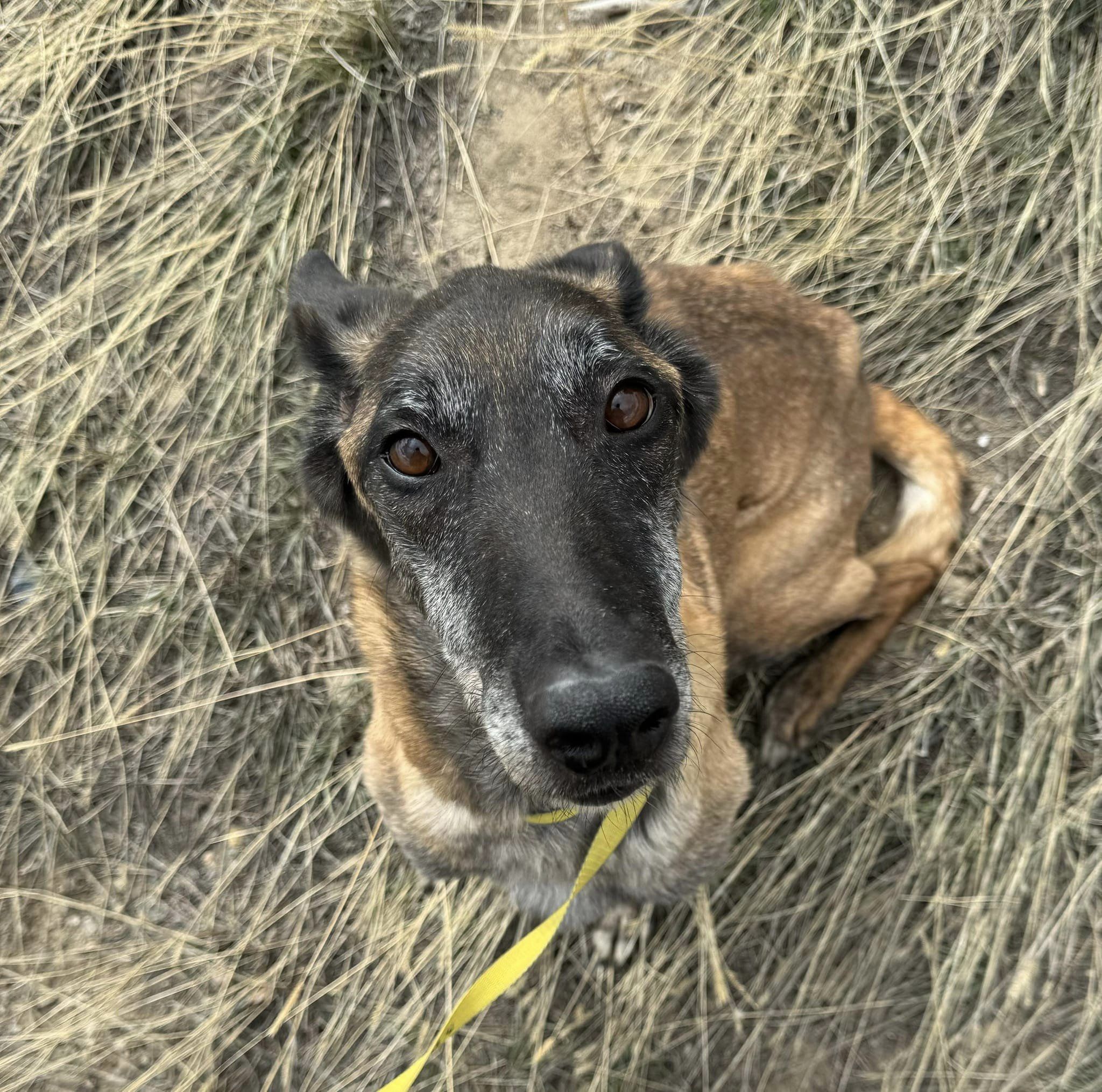 dog sitting on hay