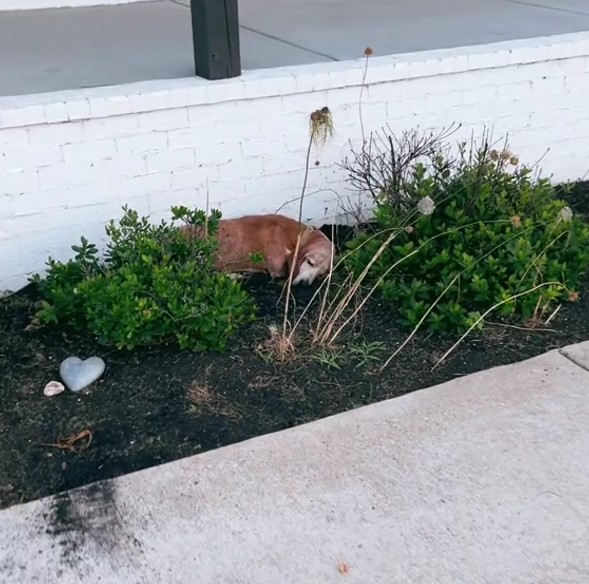 dog sleeping in garden