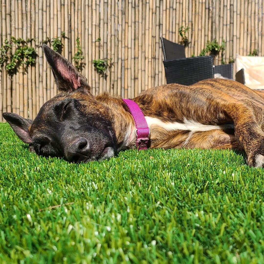 dog sleeping on grass