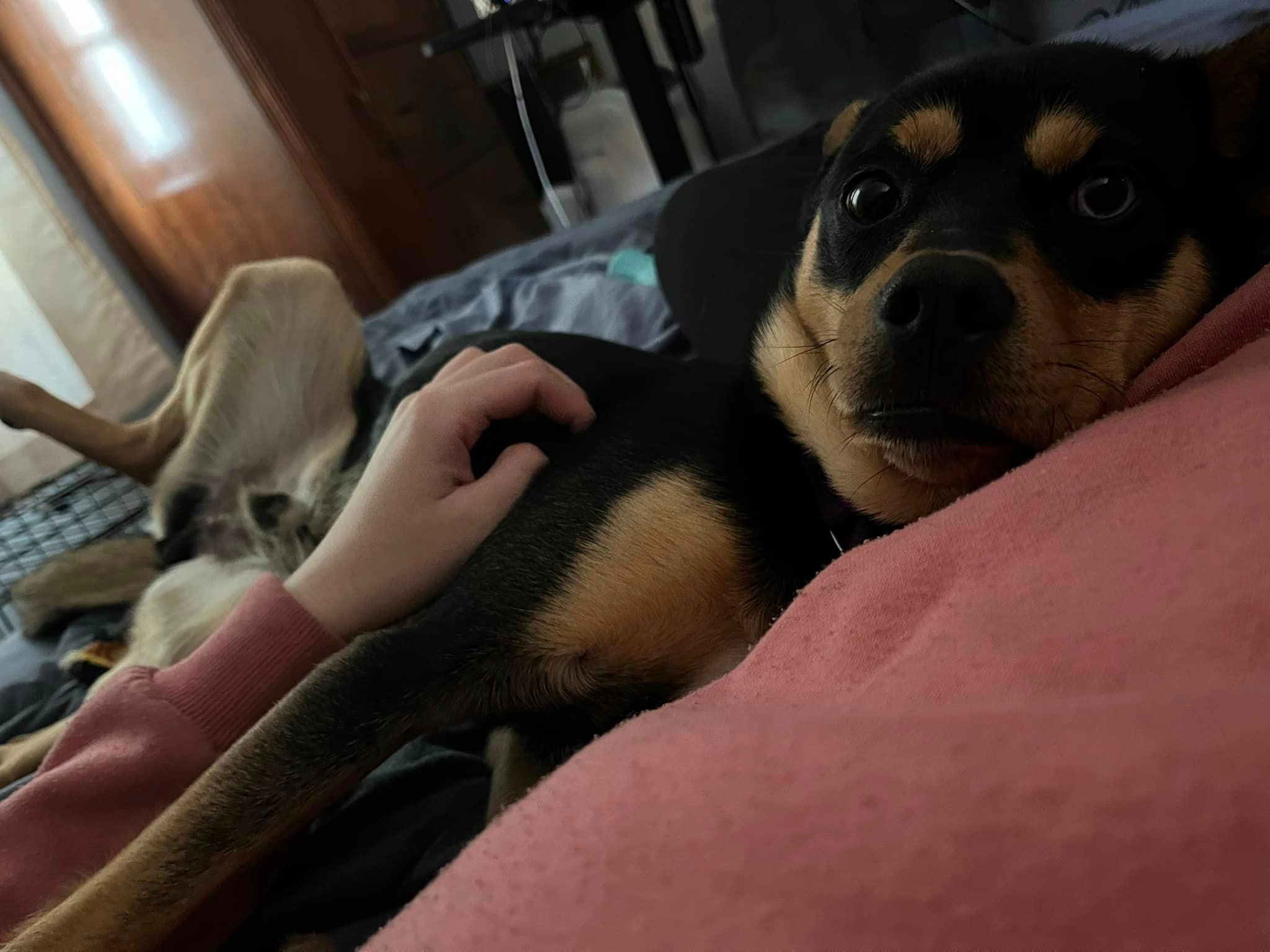 dog snuggles with his owner