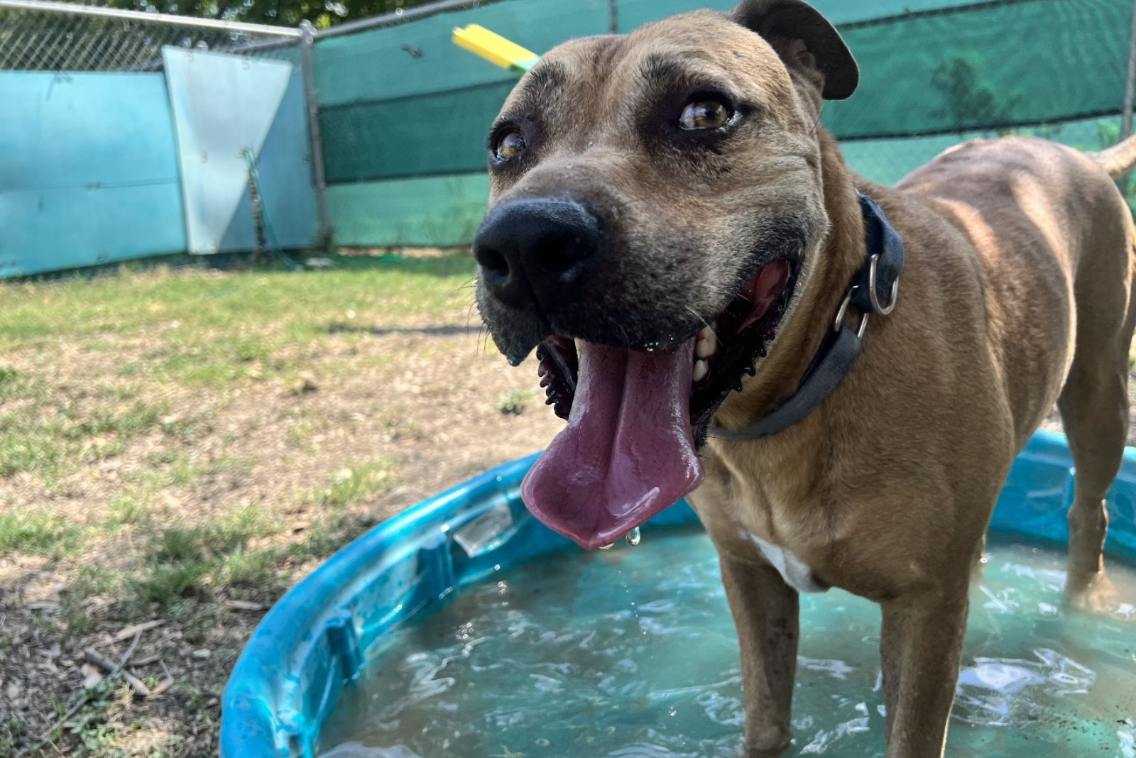 dog standing in water