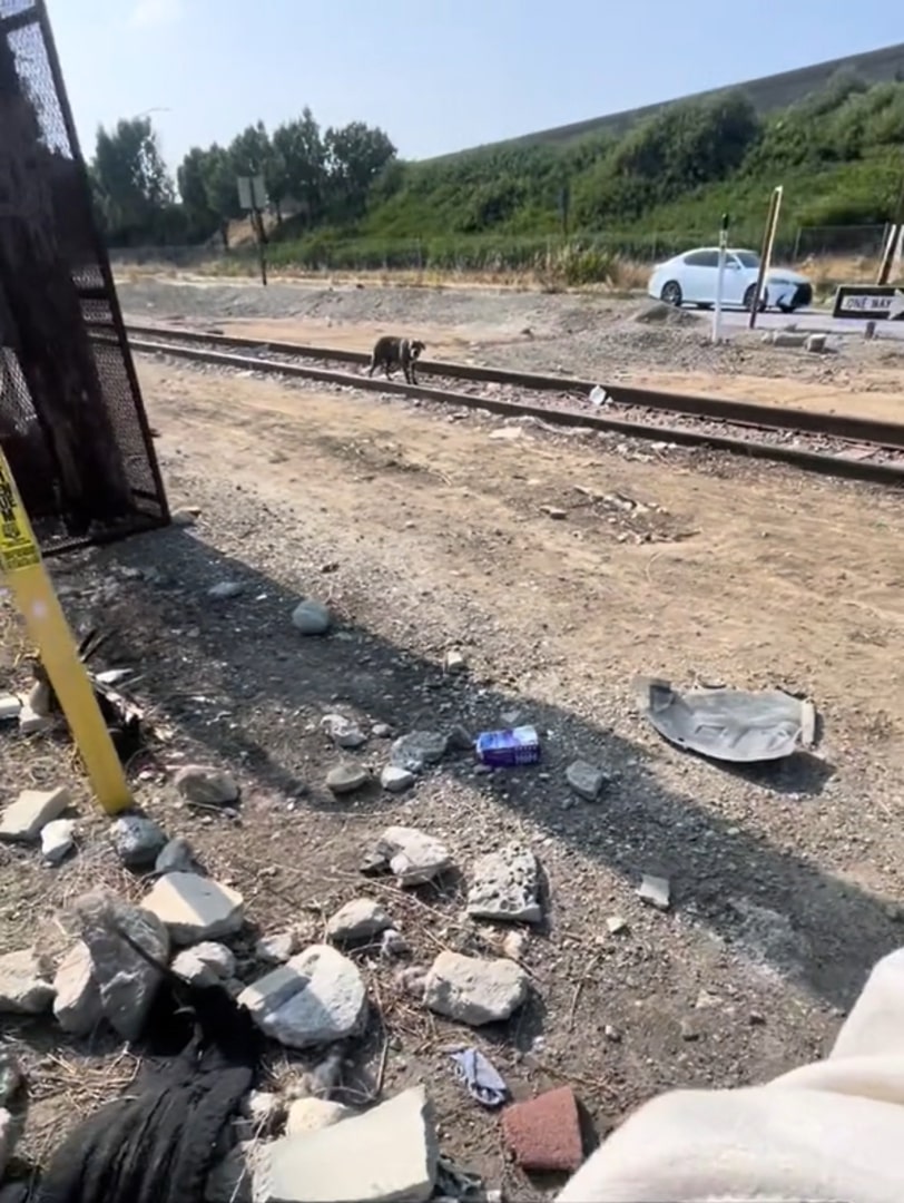 dog standing on a rail road