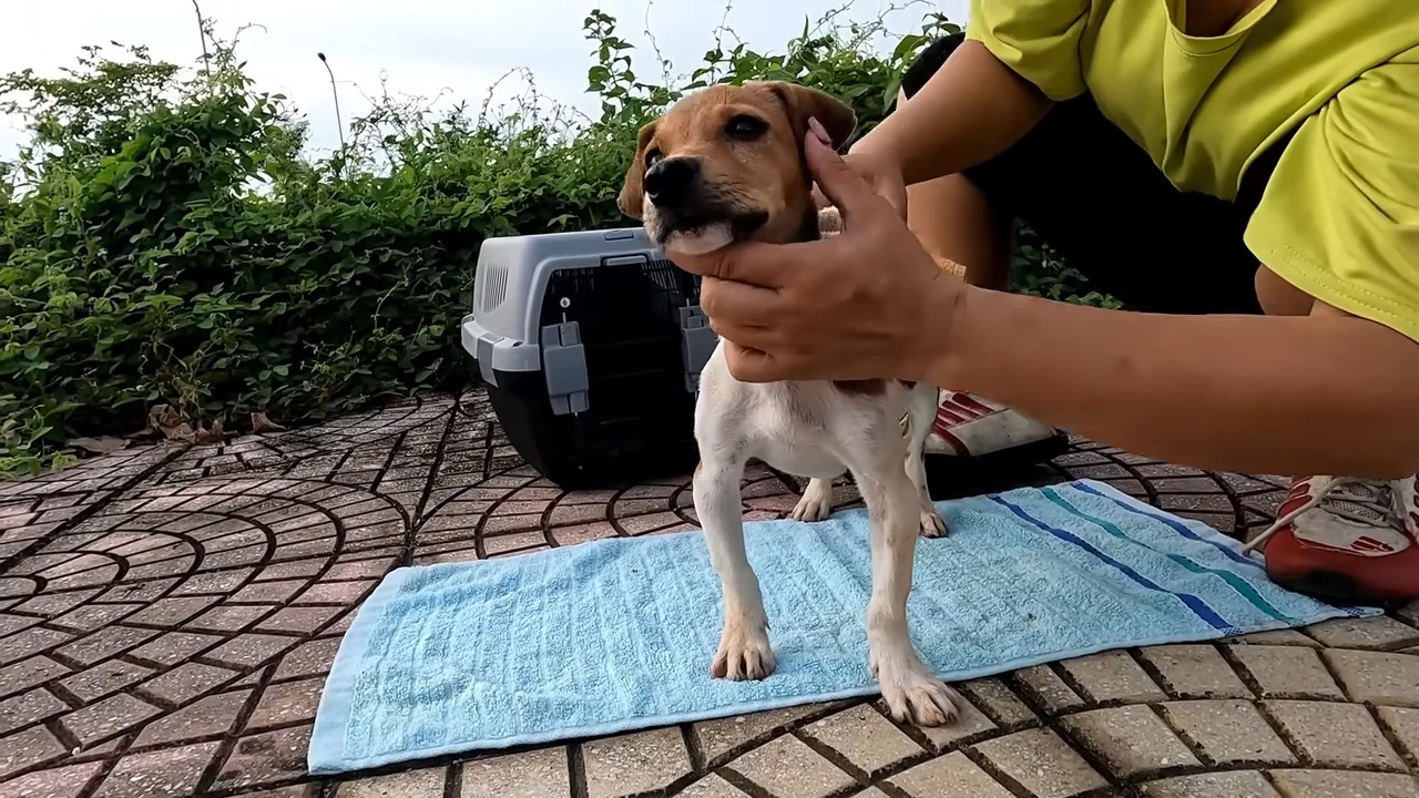 dog standing on blue towel