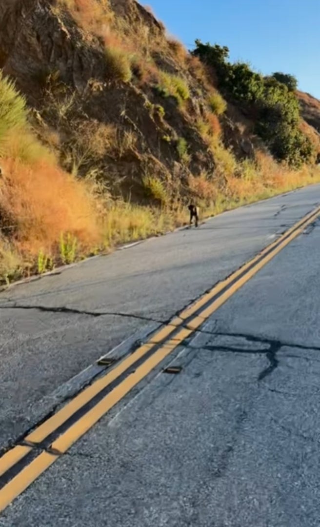 dog standing on the road