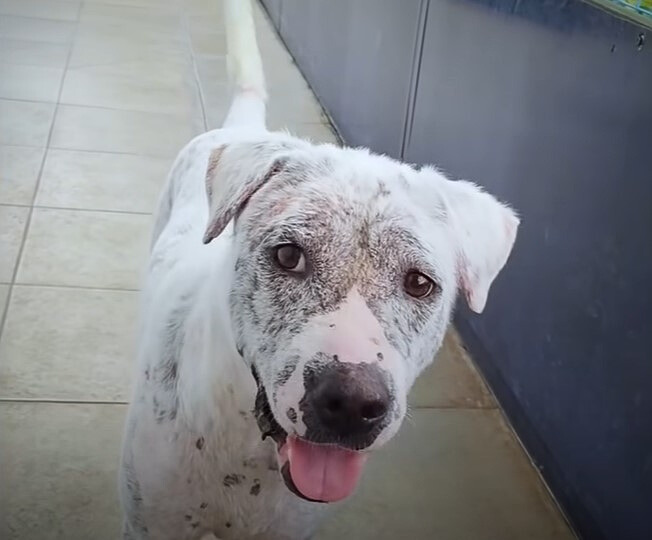 dog standing with tongue out