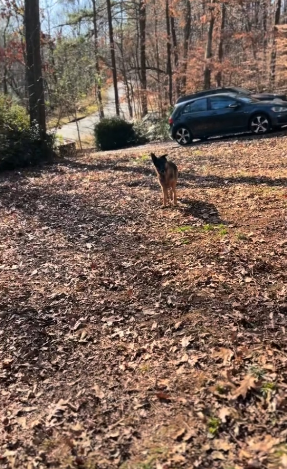 dog standing in driveway