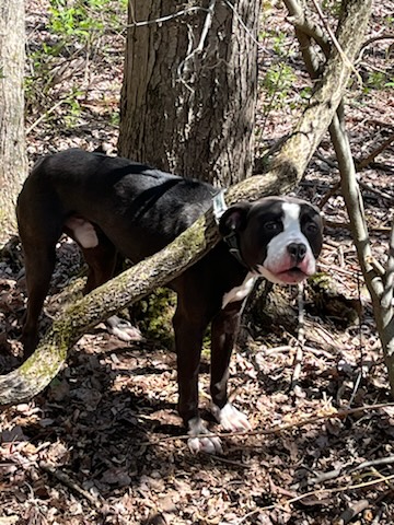 dog strapped to a tree