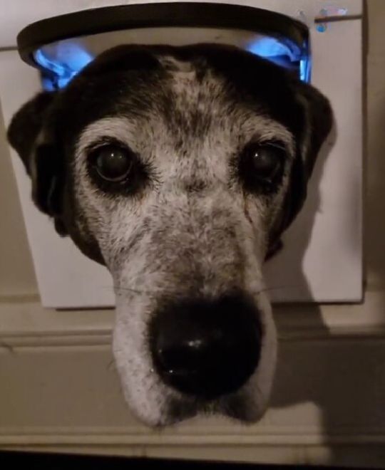 dog stuck in door