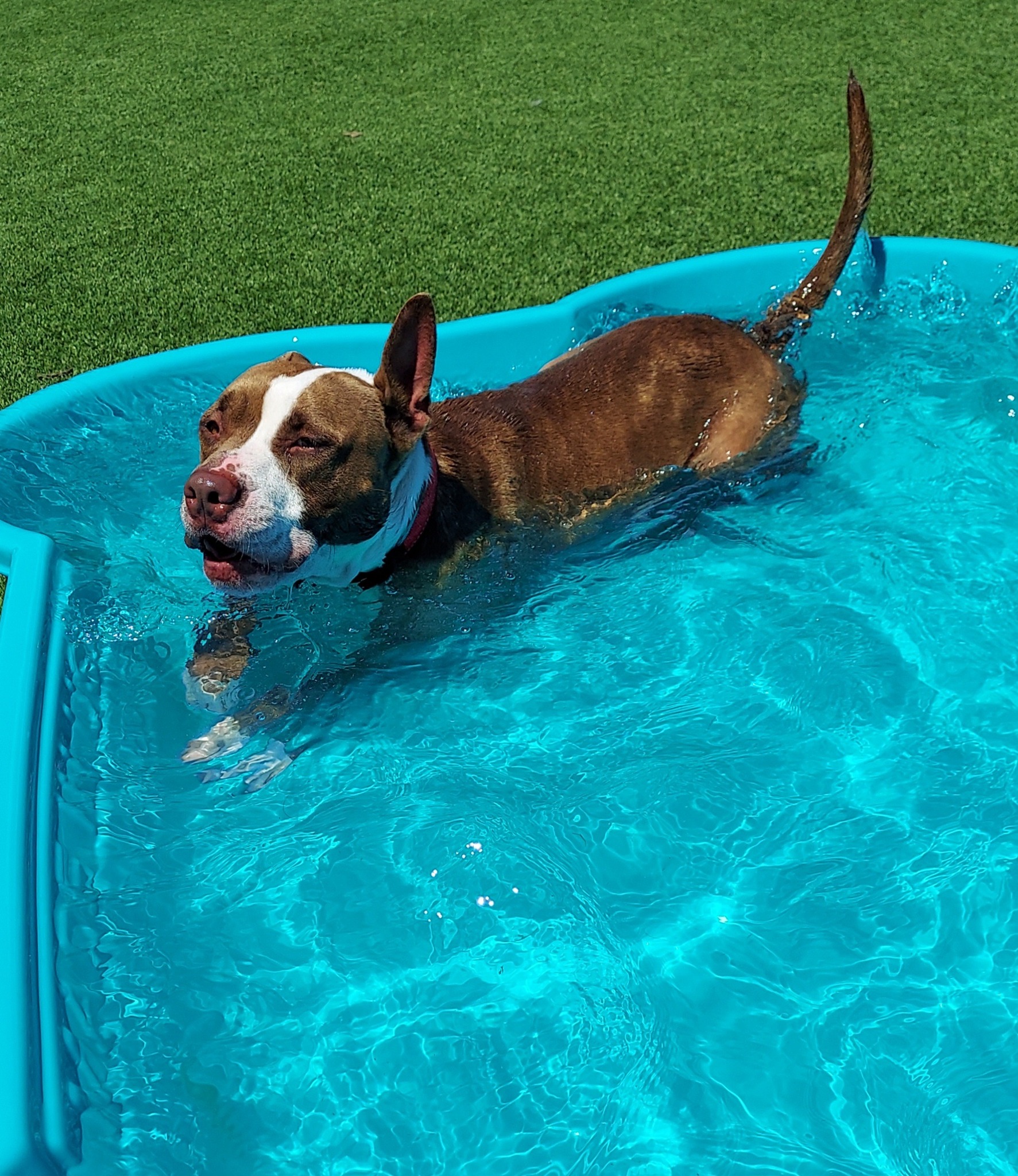 dog swimming in a pool