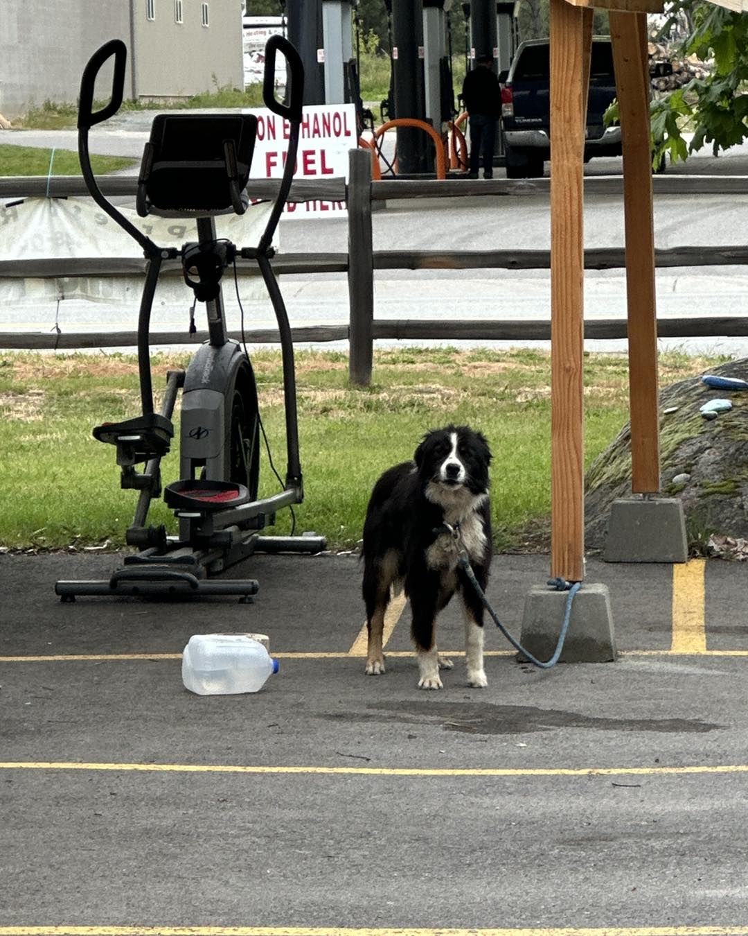 dog tied up to a pole