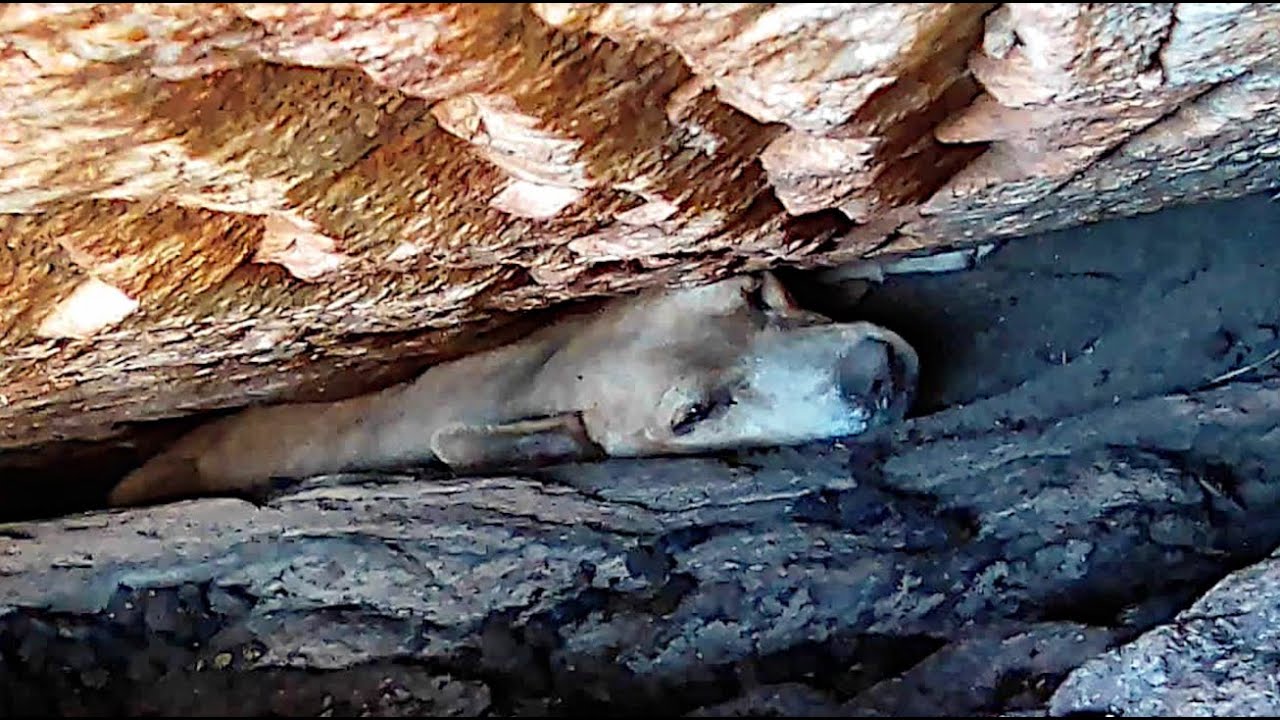 dog trapped in boulder