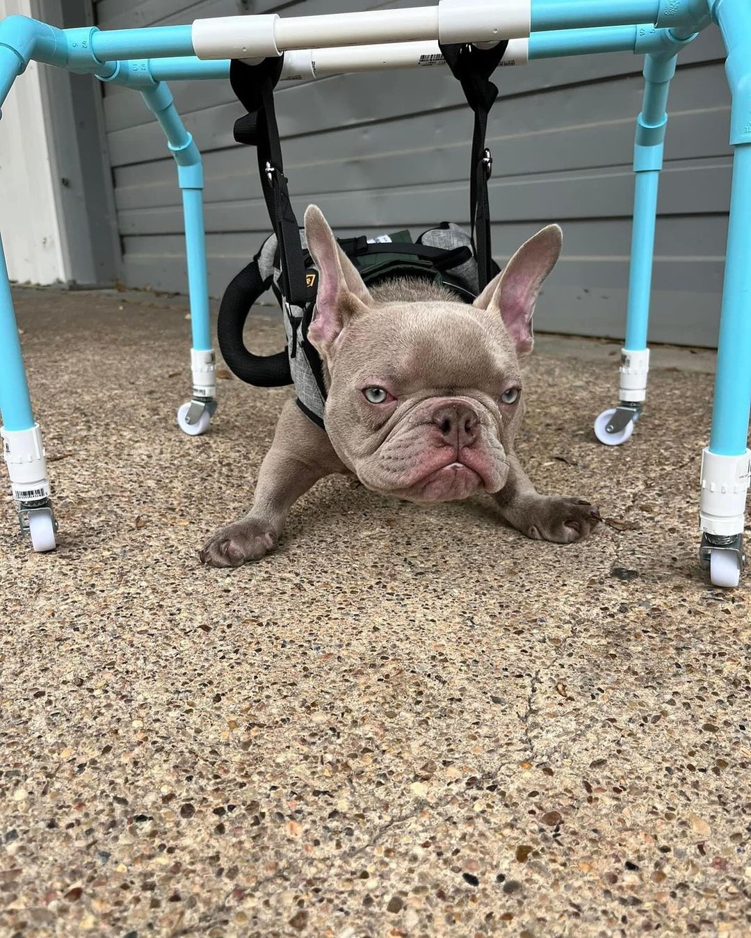 dog trying to walk with a carrying system