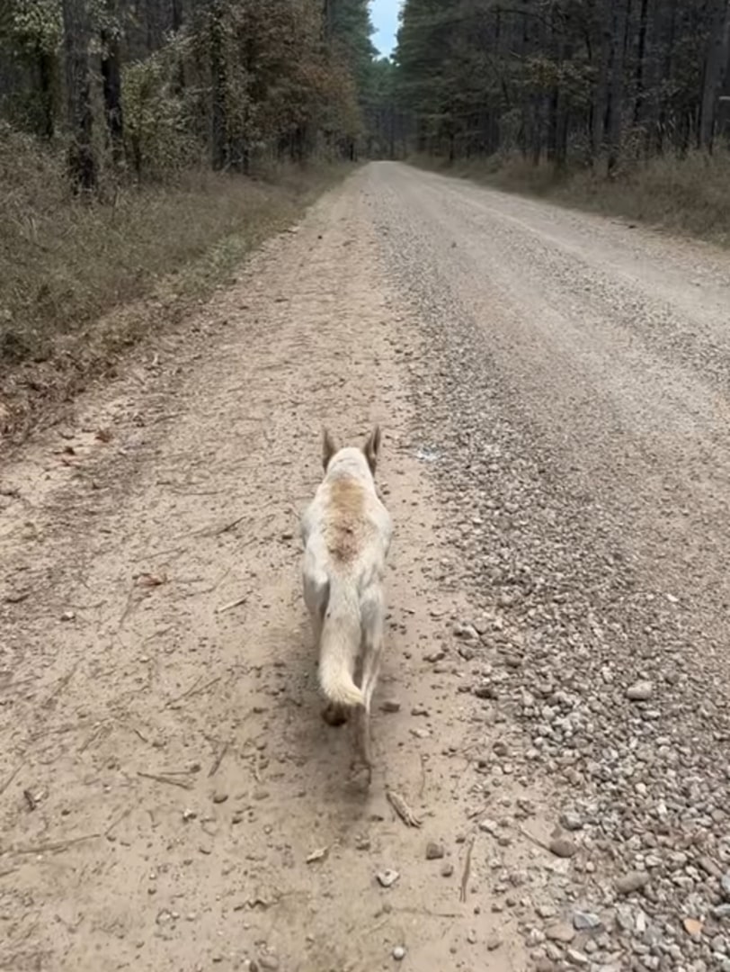 dog walking on a forest path