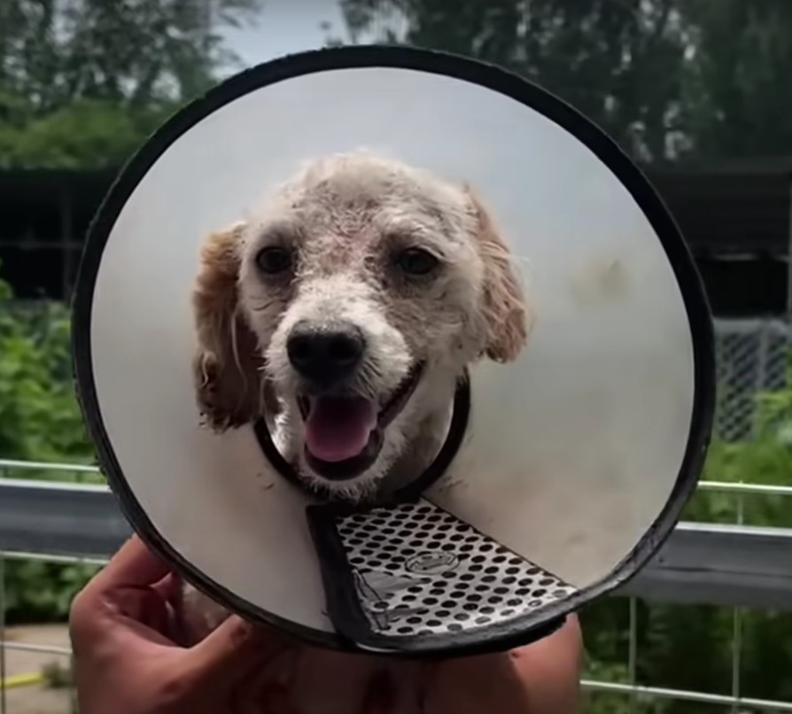 dog wearing a cone