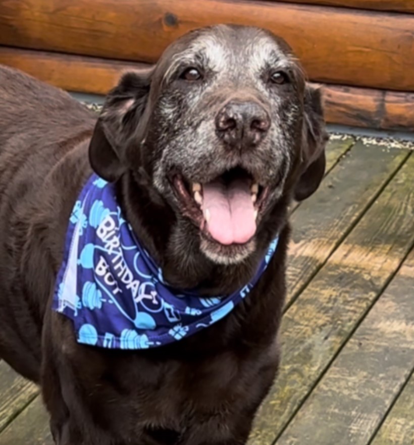 dog wearing blue bandana