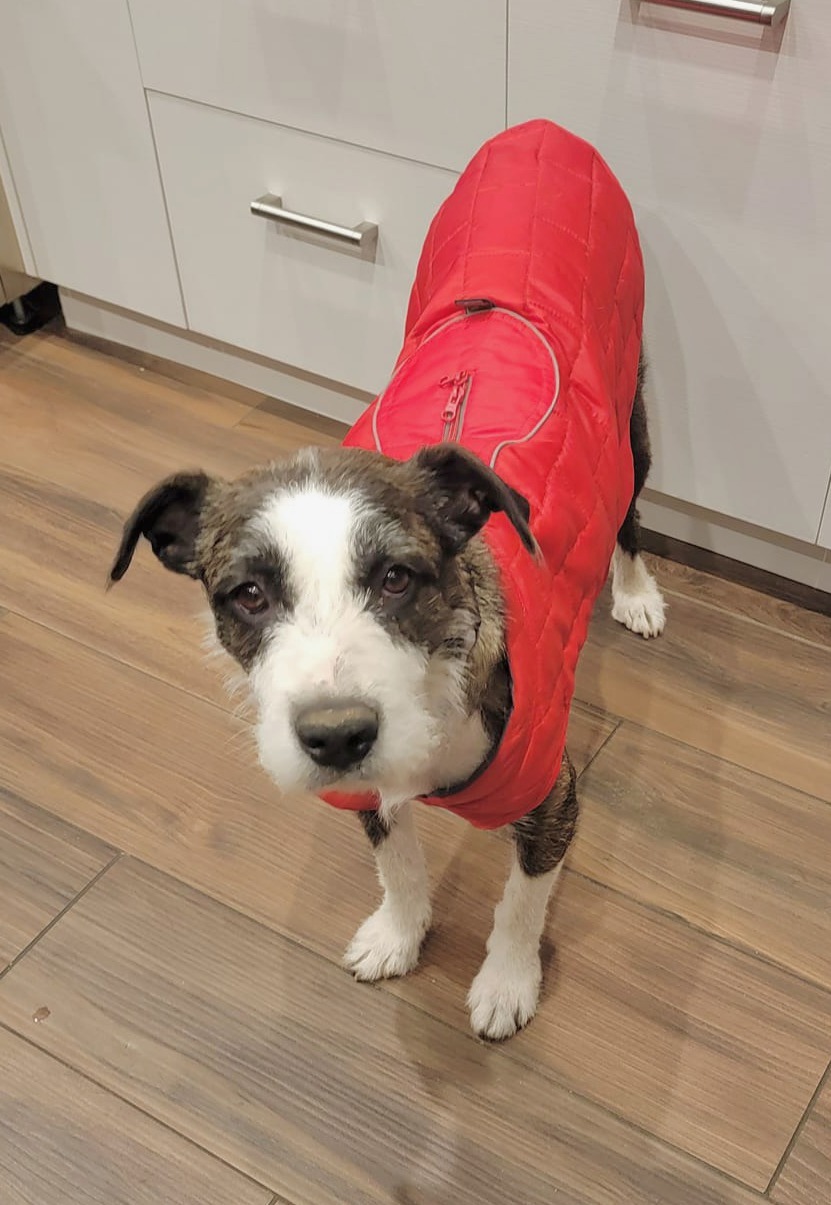 dog wearing red clothes