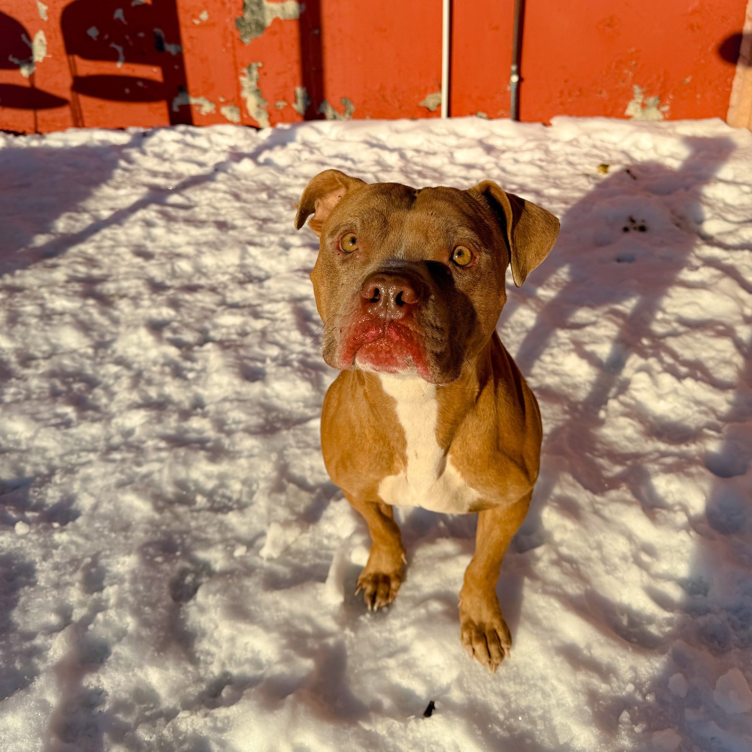 dog with a red muzzle