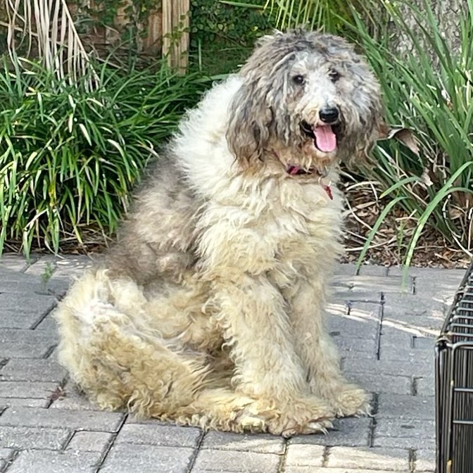 dog with extremely long fur