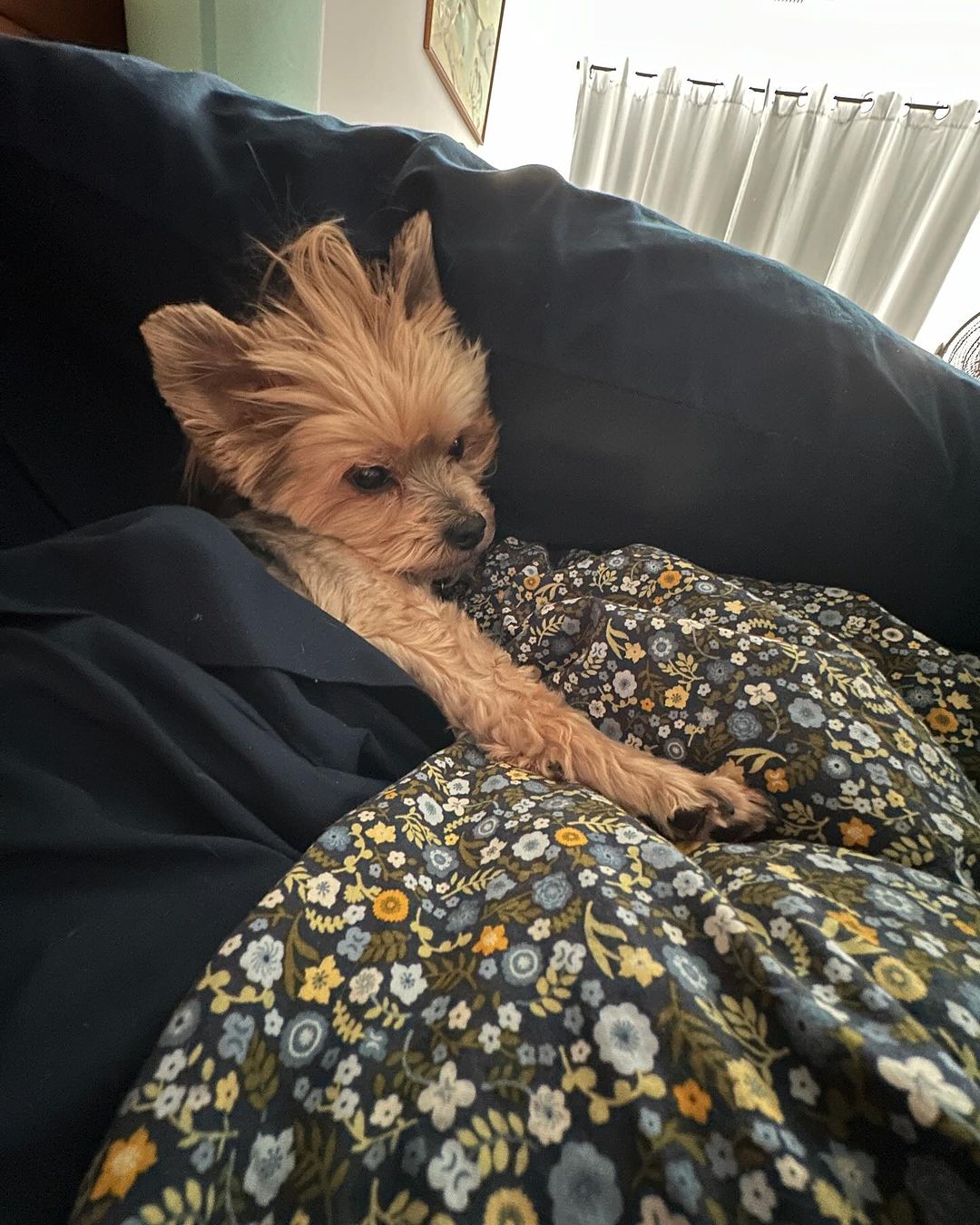 dog with funny hairstyle