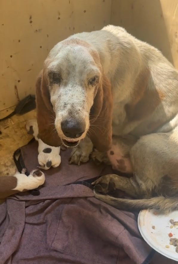 dog with her puppies