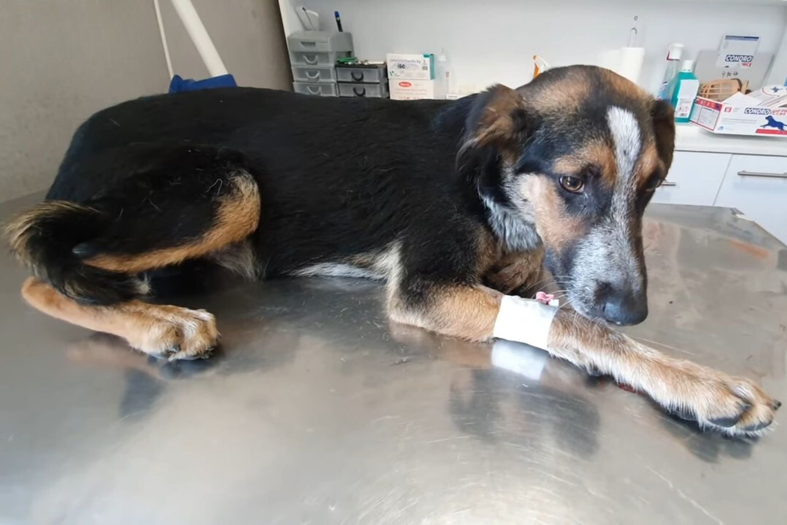 dog with injured leg