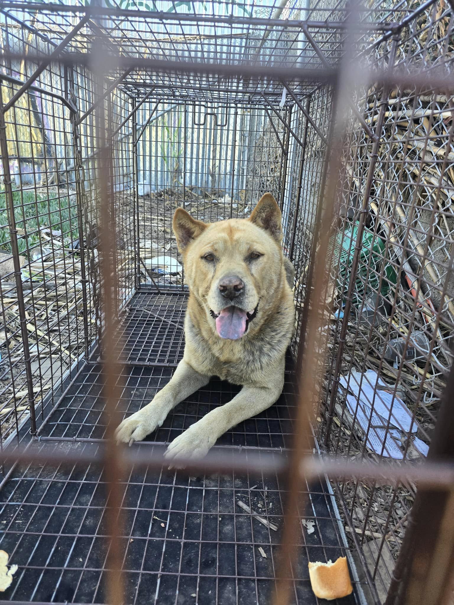 dog with tongue out in cage in yard