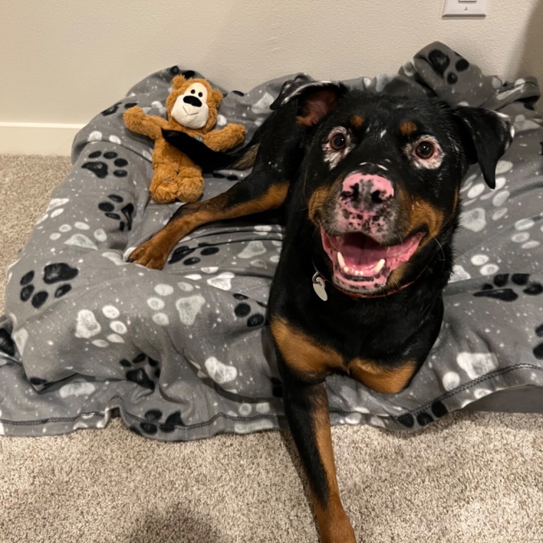 dog-with-vitiligo-at-home