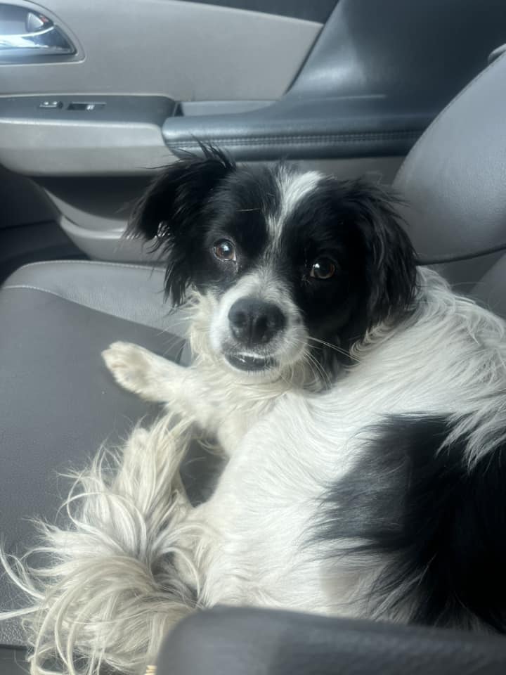 dog sitting on the car seat