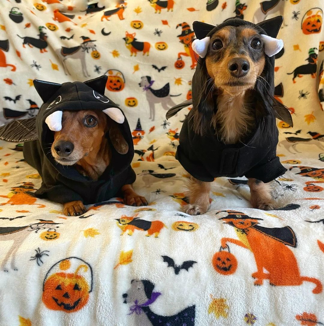 dogs dressed in halloween costumes