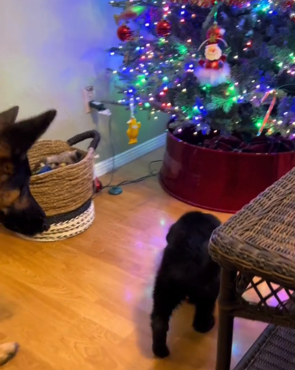 dogs in front of christmas tree