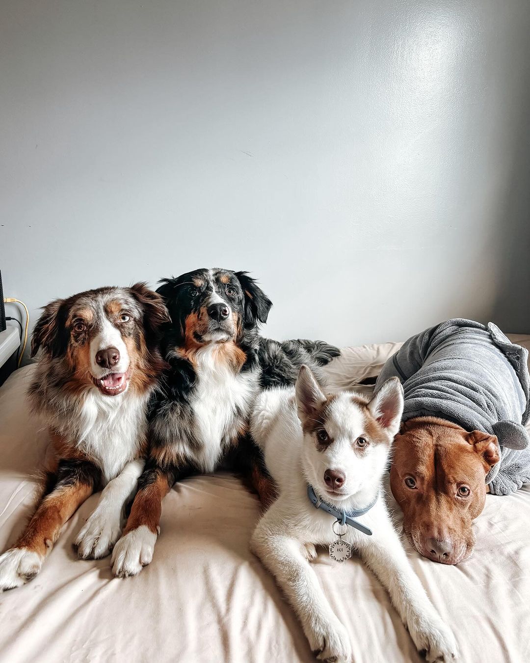 dogs on bed