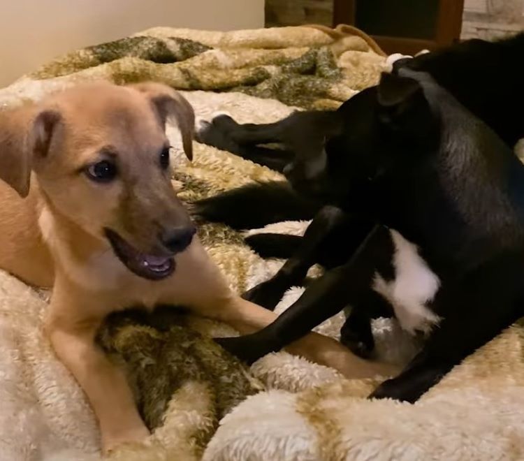 Dogs playing on the bed