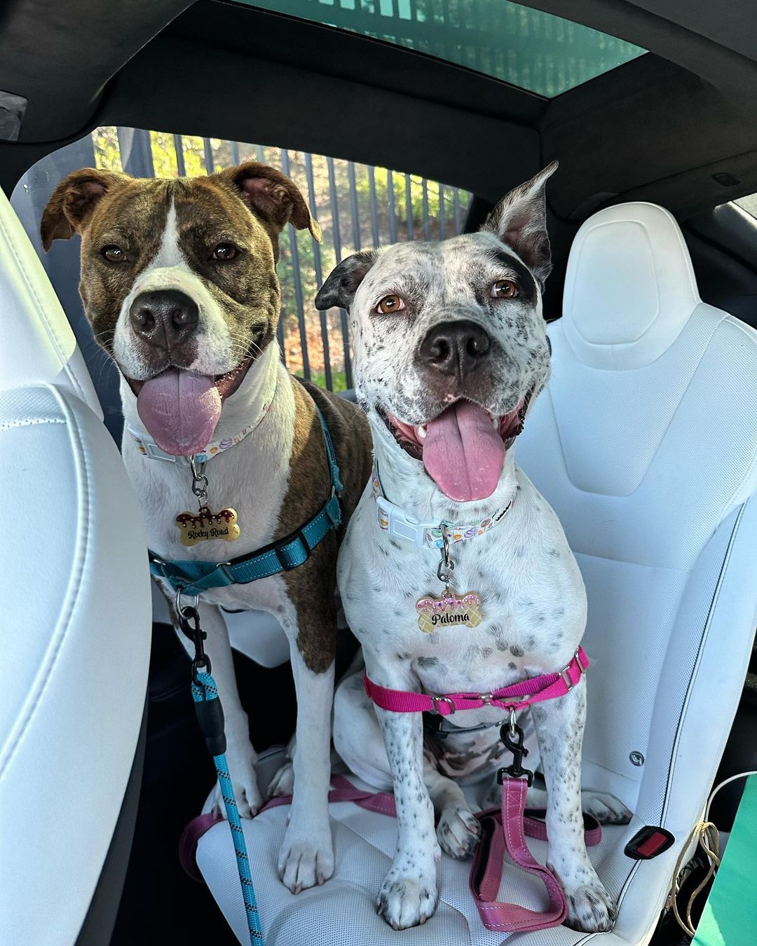 dogs sitting in a car