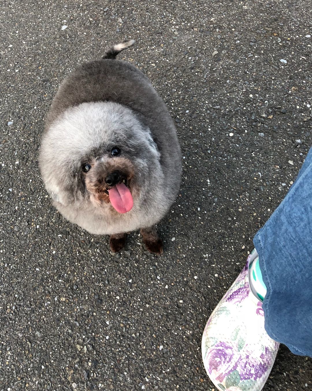 fluffy dog sitting next to female leg