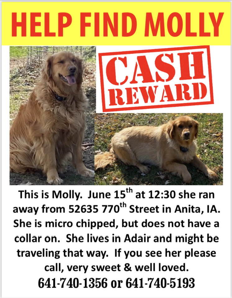 Missing dog flyer