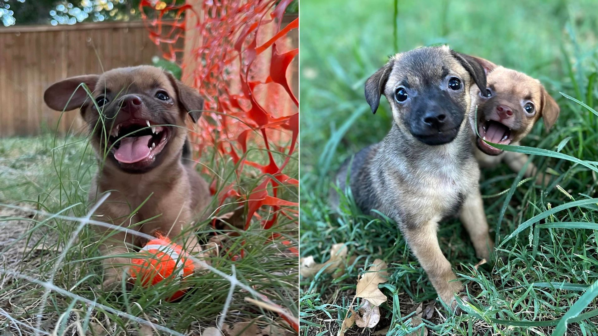 foster puppies