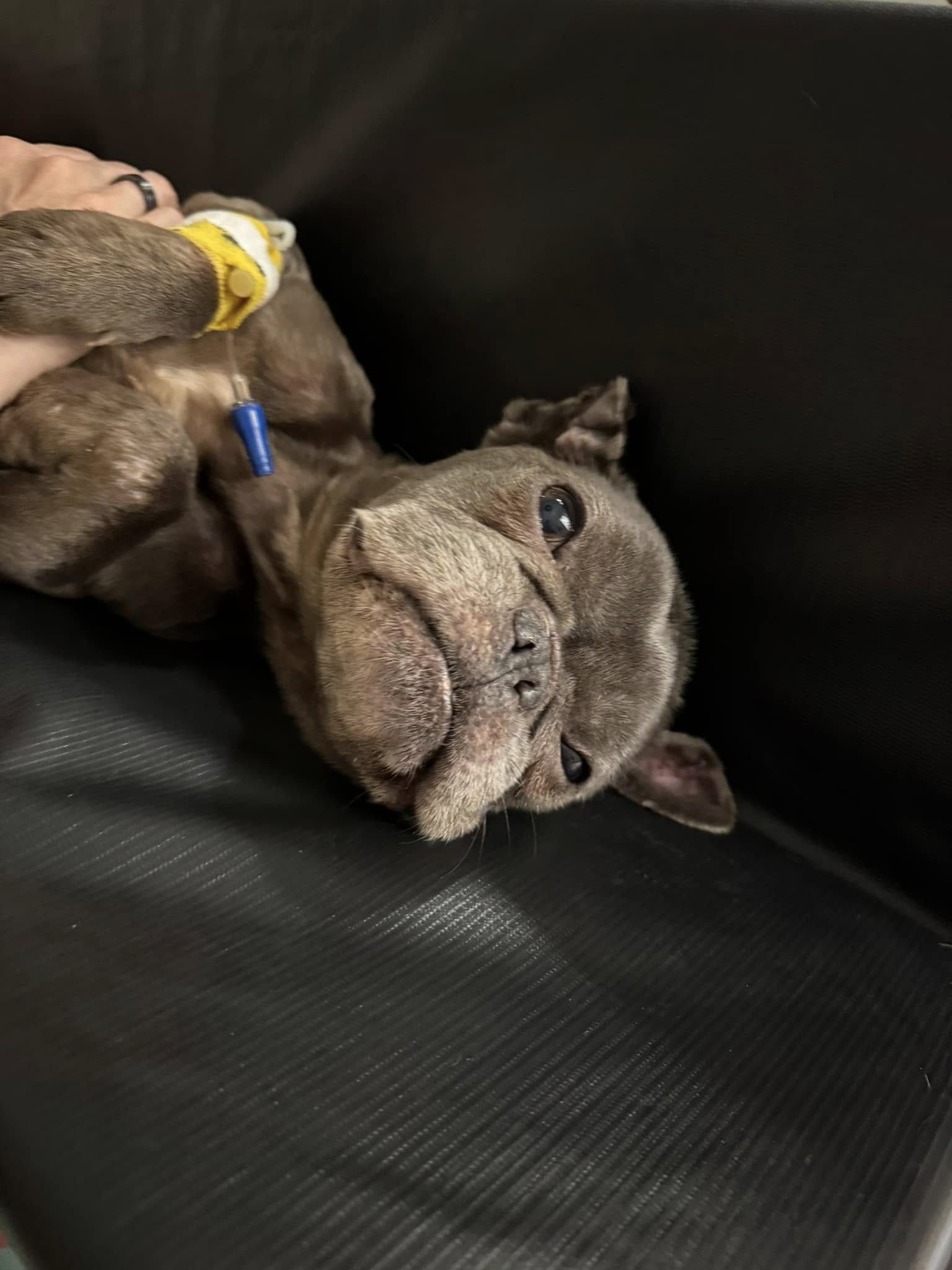 french bulldog receiving medicine