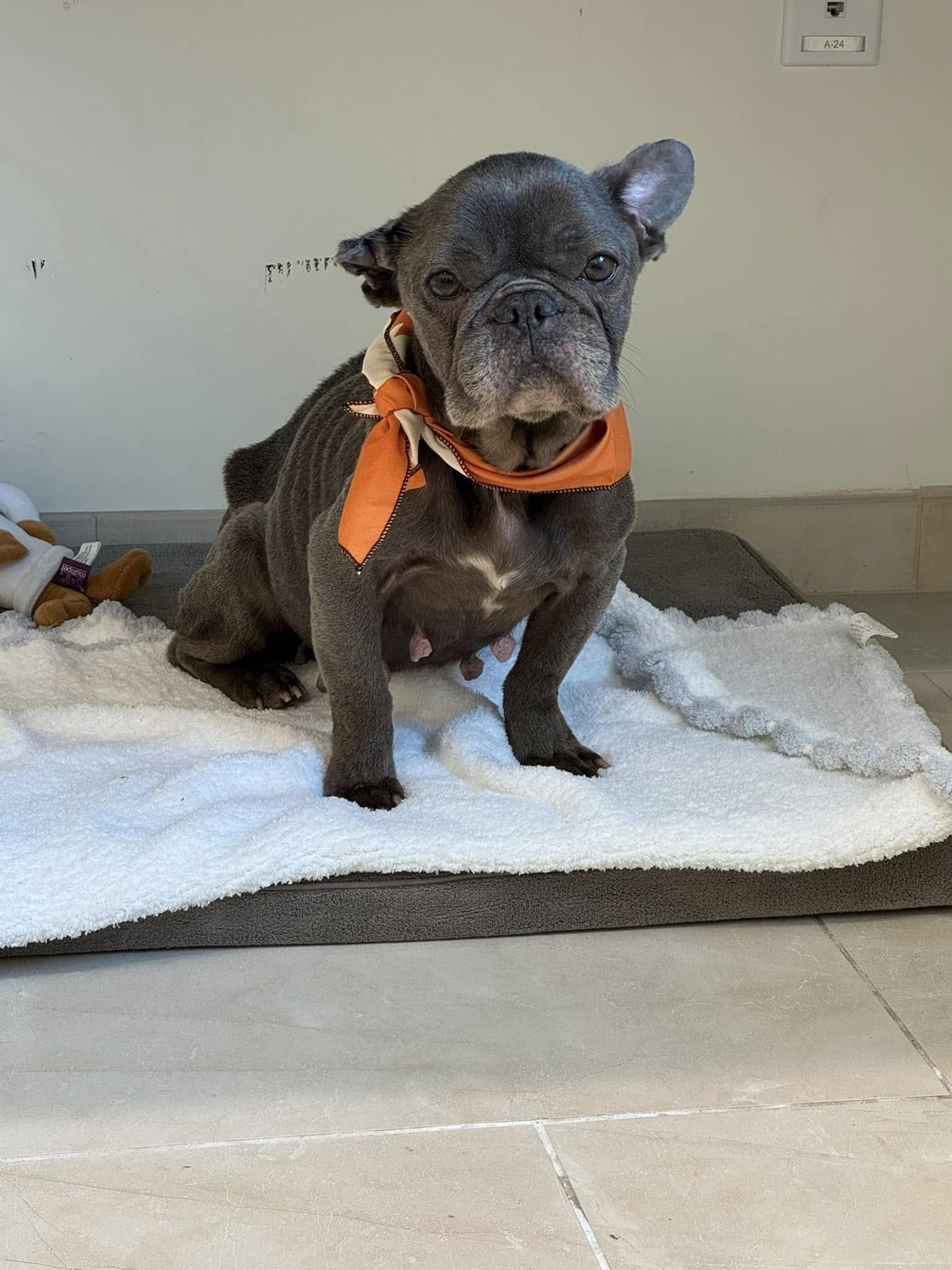 french bulldog with orange scarf