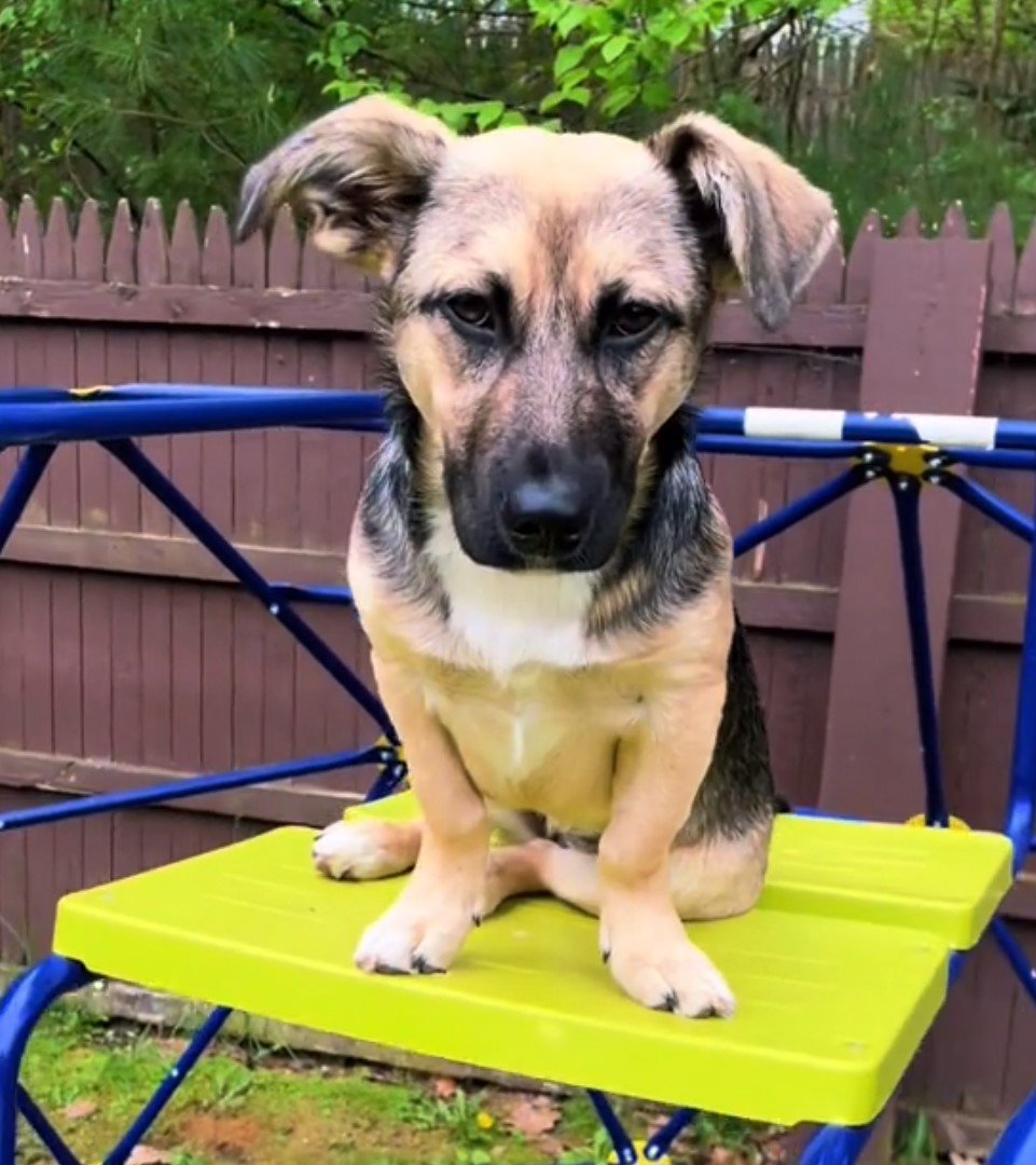 german shepherd dog sitting