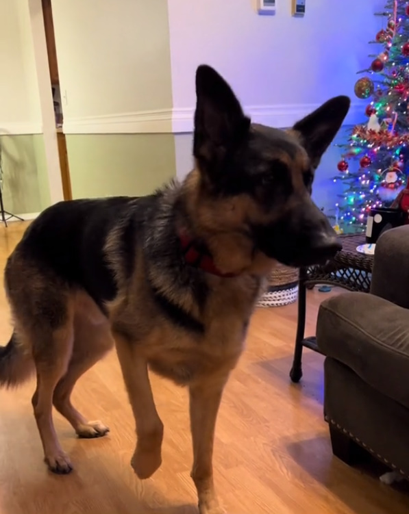 german shepherd on christmas